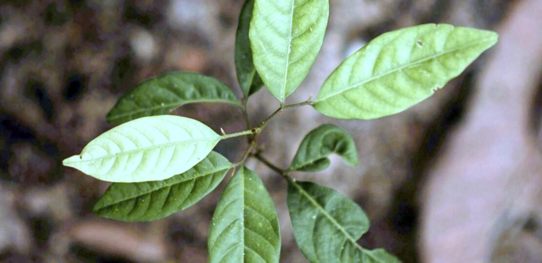 Plant Green